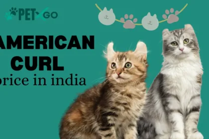 American Curl Price in India