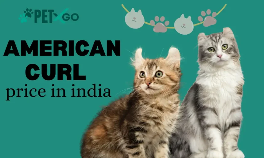 American Curl Price in India