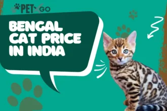 Bengal Cat Price in India