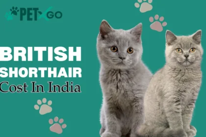 British Shorthair Cost in India