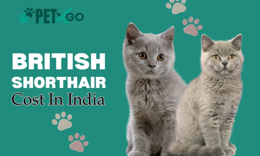 British Shorthair Cost in India