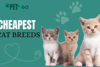Cheapest cat Breeds