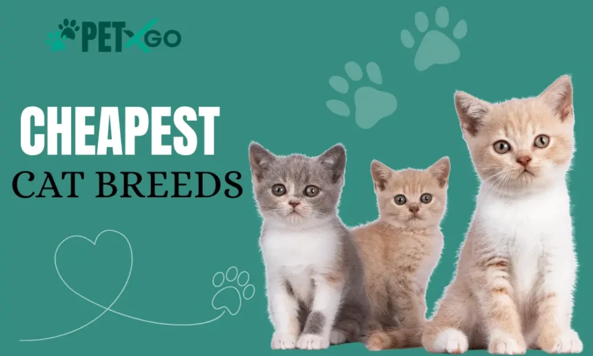 Cheapest cat Breeds