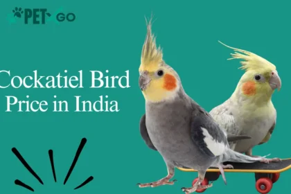 Cockatiel Bird Price in India