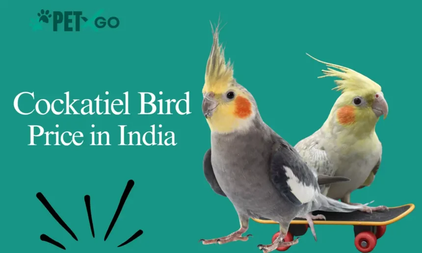 Cockatiel Bird Price in India