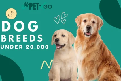 Dog Breeds under 20,000