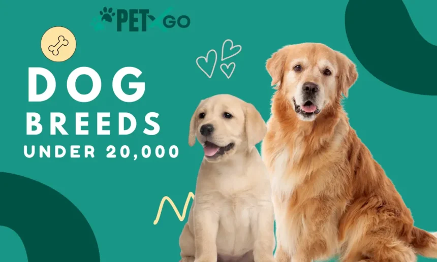 Dog Breeds under 20,000