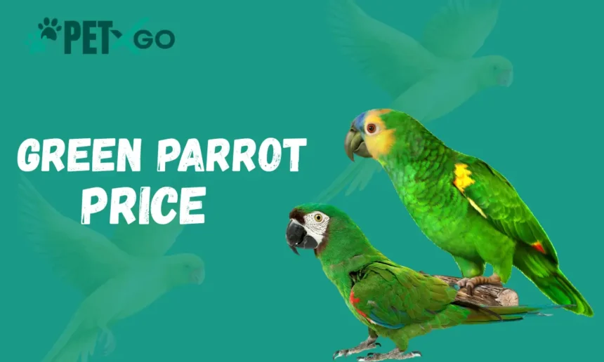 Green Parrot Price