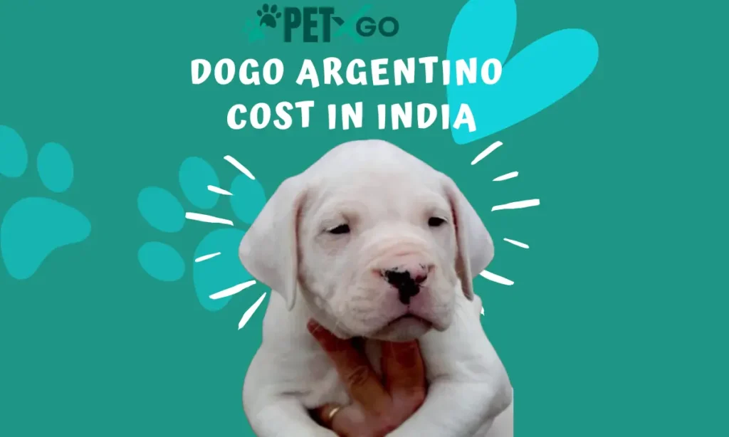 How Much Does a Dogo Argentino Cost in India
