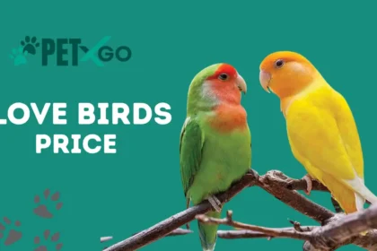 Love Birds Price