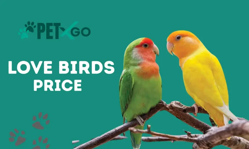 Love Birds Price