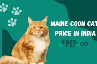 Maine Coon Cat Price in India
