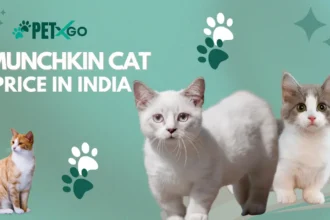 Munchkin Cat Price in India