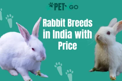 Rabbit Breeds in India with Price