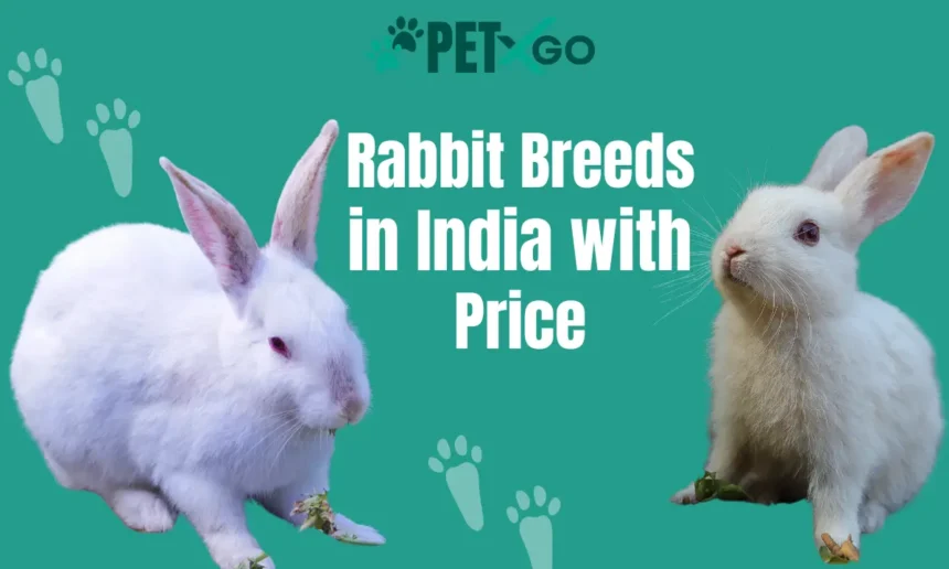 Rabbit Breeds in India with Price