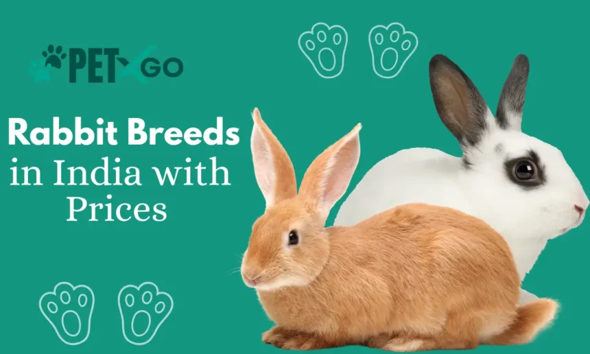 Rabbit Breeds in India with Prices