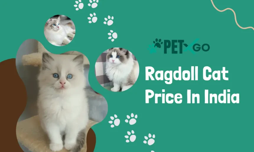 Ragdoll Cat Price in India