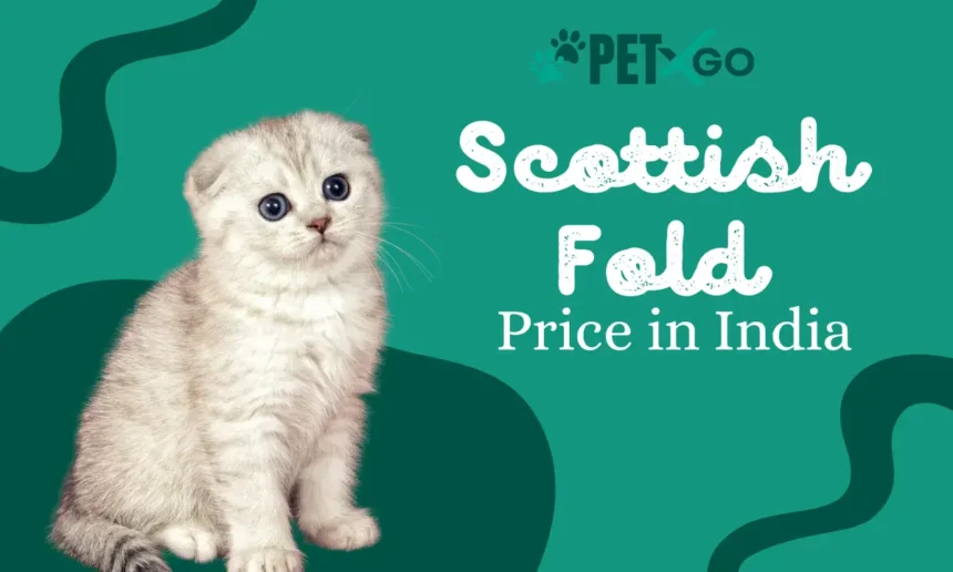 Scottish Fold Price in India