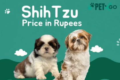 Shih Tzu Price in Rupees