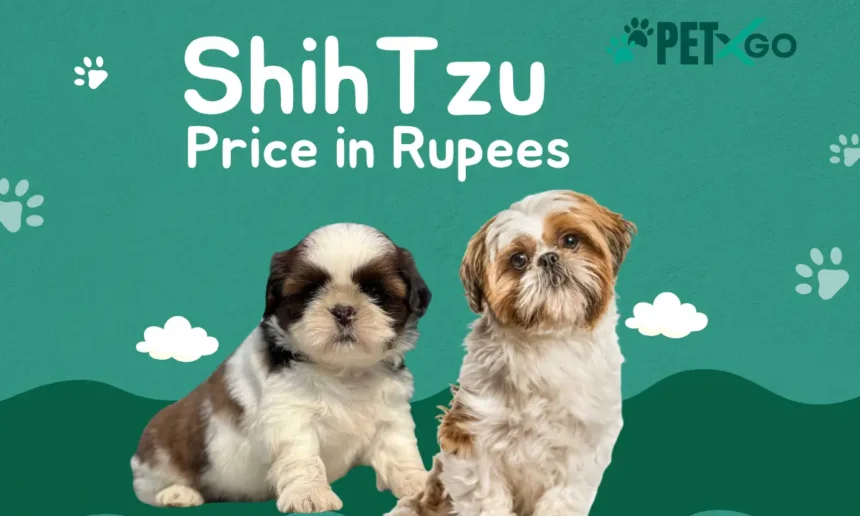 Shih Tzu Price in Rupees