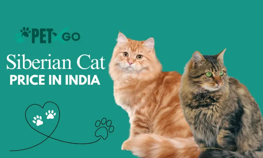 Siberian Cat Price in India