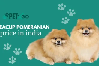 Teacup Pomeranian Price in India