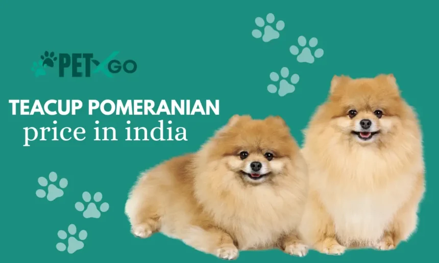 Teacup Pomeranian Price in India