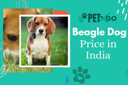 Beagle Dog Price in India
