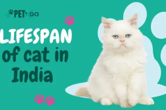 Lifespan of Cat in India